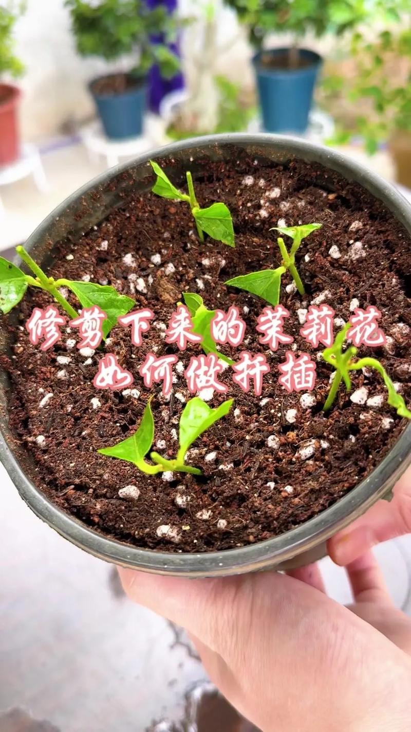 花卉生根水怎么配制?3种家庭配方让扦插成活率提升90% FAQ