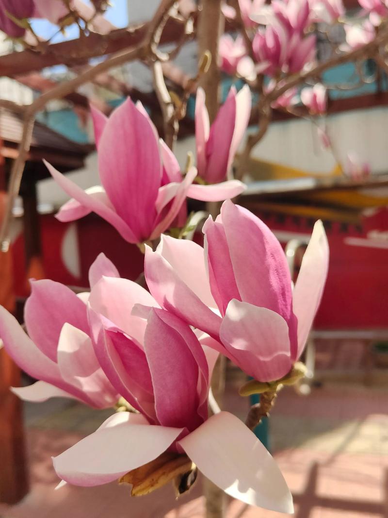 玉兰花有粉色吗?详解粉色系玉兰品种与庭院移栽管理要点 规格选型与移栽成活条件