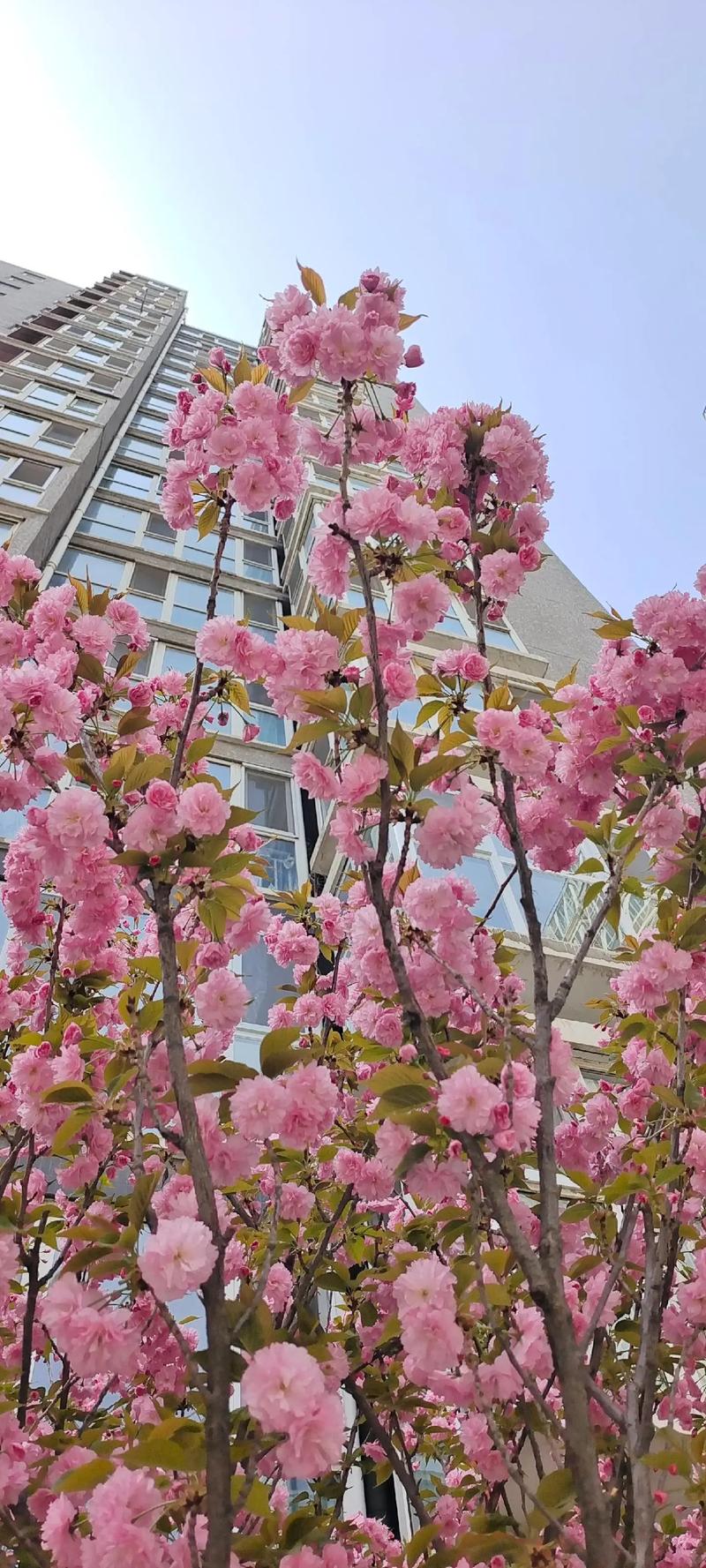 玉兰花有粉色吗?详解粉色系玉兰品种与庭院移栽管理要点 修剪与长期管理