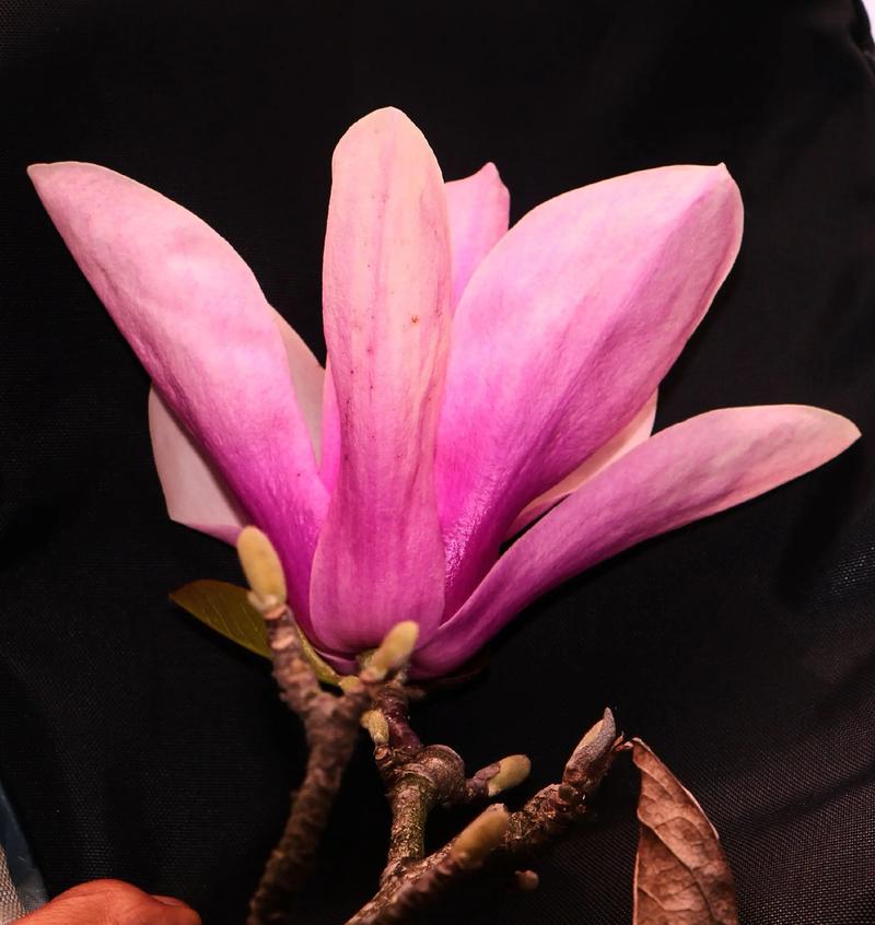 玉兰花有粉色吗?详解粉色系玉兰品种与庭院移栽管理要点 常见问题FAQ