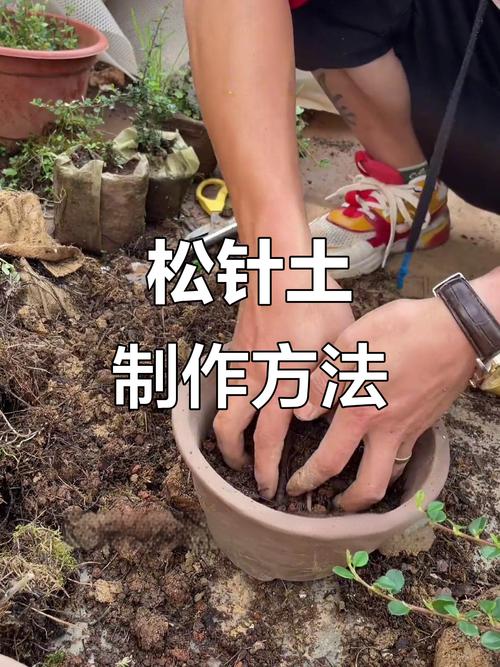 盆景松树适合什么土壤:配土配方、酸碱度与换盆操作全指南 酸碱度调控与水质匹配
