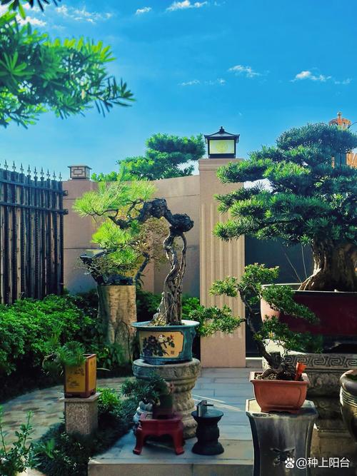 盆景松树适合什么土壤:配土配方、酸碱度与换盆操作全指南 常见错误与规避方法