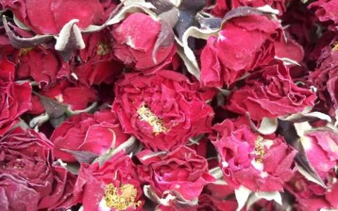 玫瑰花是月季花的一种吗？一文厘清月季与玫瑰的品种、养护与观赏差异