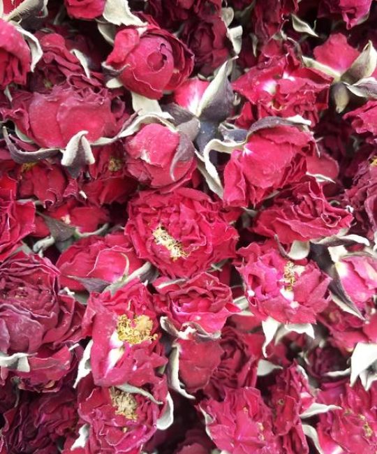 玫瑰花是月季花的一种吗？一文厘清月季与玫瑰的品种、养护与观赏差异