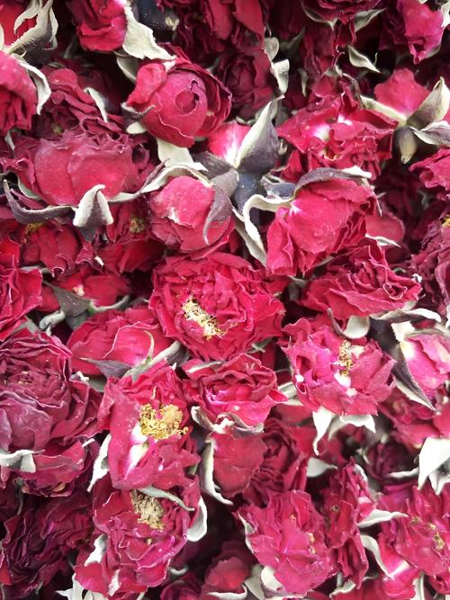 玫瑰花是月季花的一种吗？一文厘清月季与玫瑰的品种、养护与观赏差异