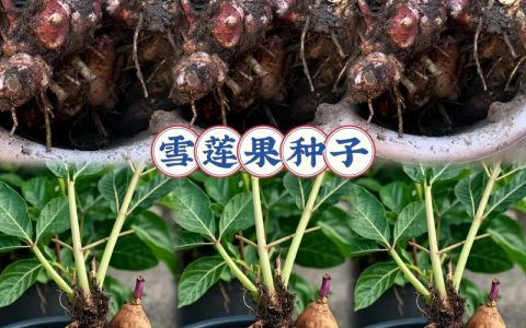 雪莲果种子怎么种植？从选时到成活的七个关键步骤
