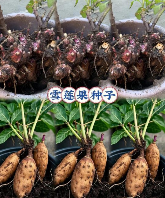 雪莲果种子怎么种植？从选时到成活的七个关键步骤