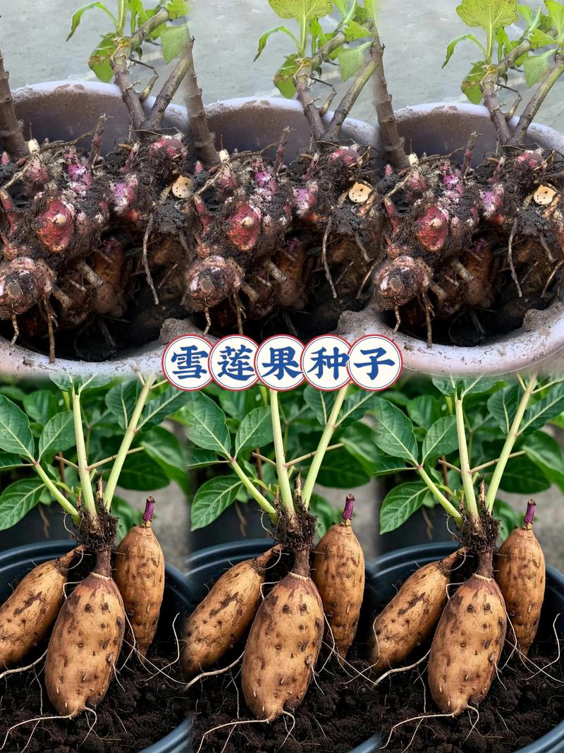 雪莲果种子怎么种植？从选时到成活的七个关键步骤