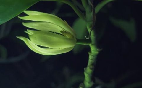 缅桂花又叫什么花？百科介绍白兰的形态特征与种植技巧