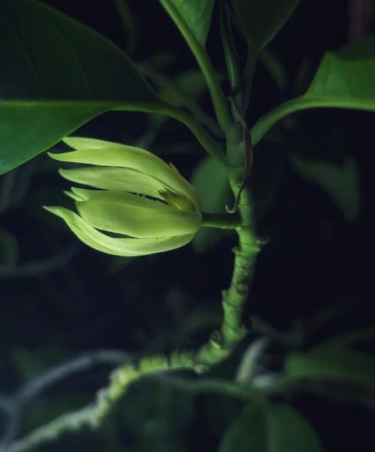 缅桂花又叫什么花？百科介绍白兰的形态特征与种植技巧