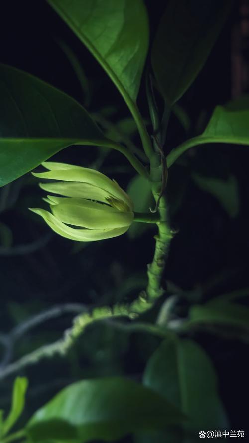 缅桂花又叫什么花？百科介绍白兰的形态特征与种植技巧