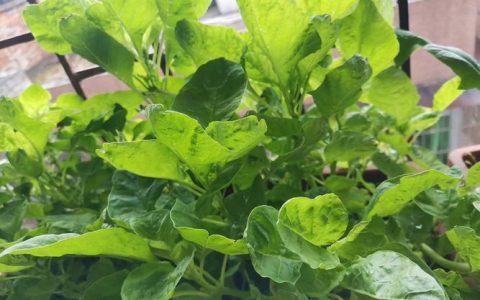 苋菜怎么种植容易发芽？家庭阳台速生种植全攻略