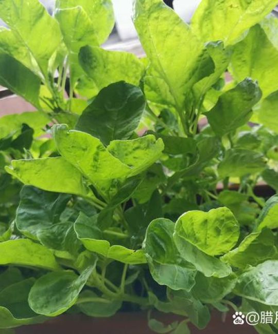 苋菜怎么种植容易发芽？家庭阳台速生种植全攻略