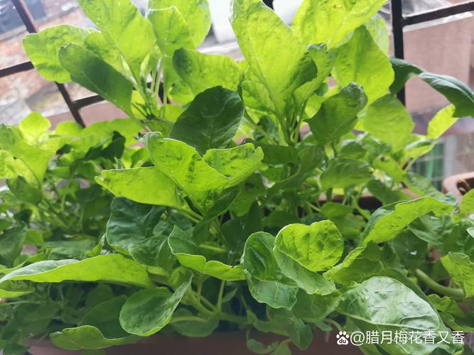 苋菜怎么种植容易发芽?家庭阳台速生种植全攻略 苋菜怎么种植容易发芽?家庭阳台速生种植全攻略