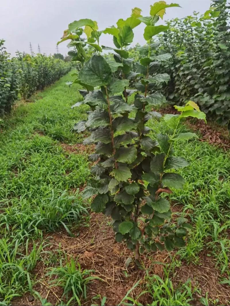 榛子南方能种吗?一文读懂南方种植可行性、品种选择与关键栽培技术 二、南方哪些区域适合种榛子?