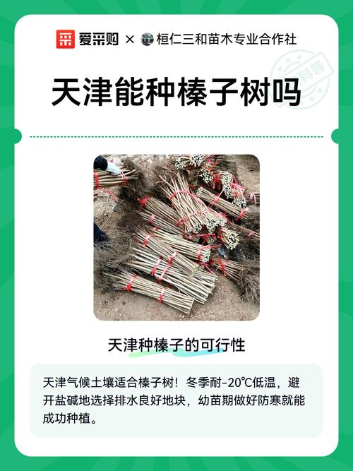 榛子南方能种吗?一文读懂南方种植可行性、品种选择与关键栽培技术 三、品种选择:优先考虑平欧杂交榛