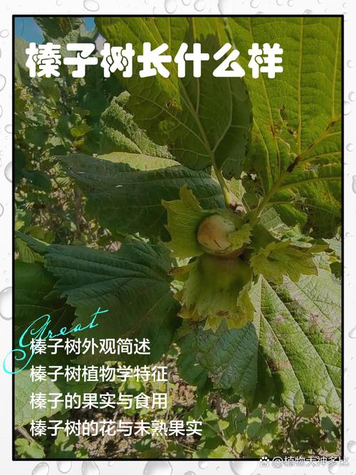 榛子南方能种吗?一文读懂南方种植可行性、品种选择与关键栽培技术 四、南方种植关键技术参数