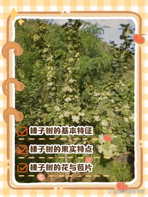榛子南方能种吗?一文读懂南方种植可行性、品种选择与关键栽培技术 结语