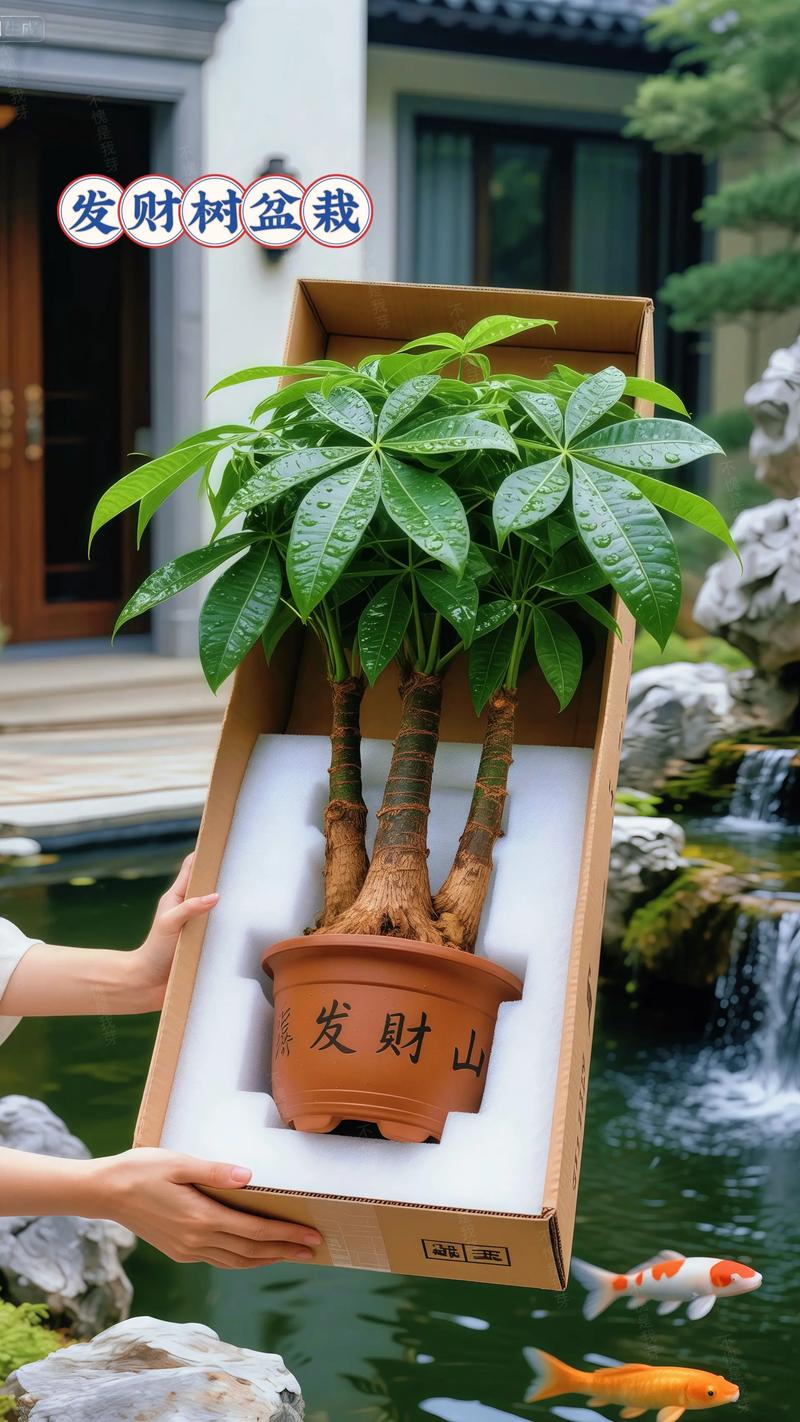屋前适合栽什么树旺家？这5种树吉祥又旺宅