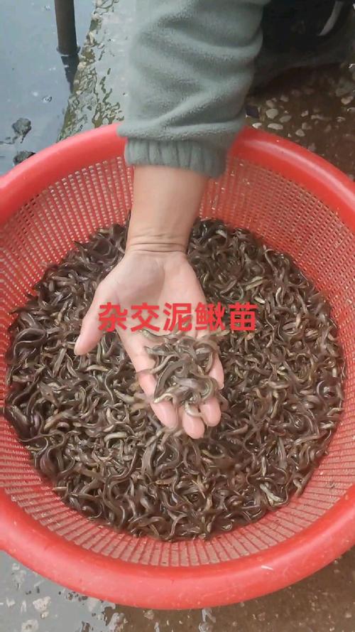 二、线上渠道：方便但需谨慎