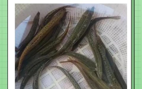 泥鳅苗在哪里？一文说清购买渠道与挑选技巧