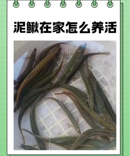 泥鳅苗在哪里？一文说清购买渠道与挑选技巧