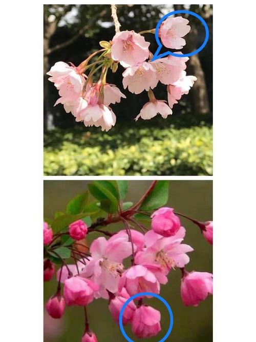 海棠花是樱花吗?一文读懂海棠花养护与品种区别全攻略 修剪促花系统指导:轻剪为主,重剪为辅