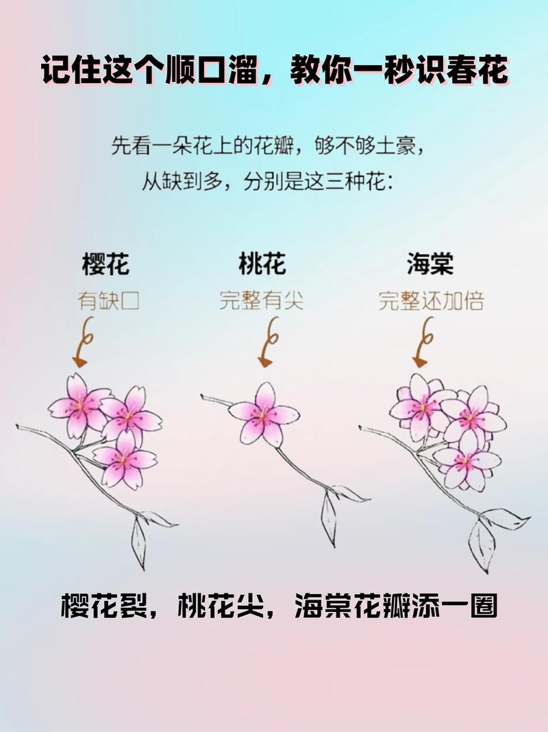 海棠花是樱花吗?一文读懂海棠花养护与品种区别全攻略 越冬与越夏管理