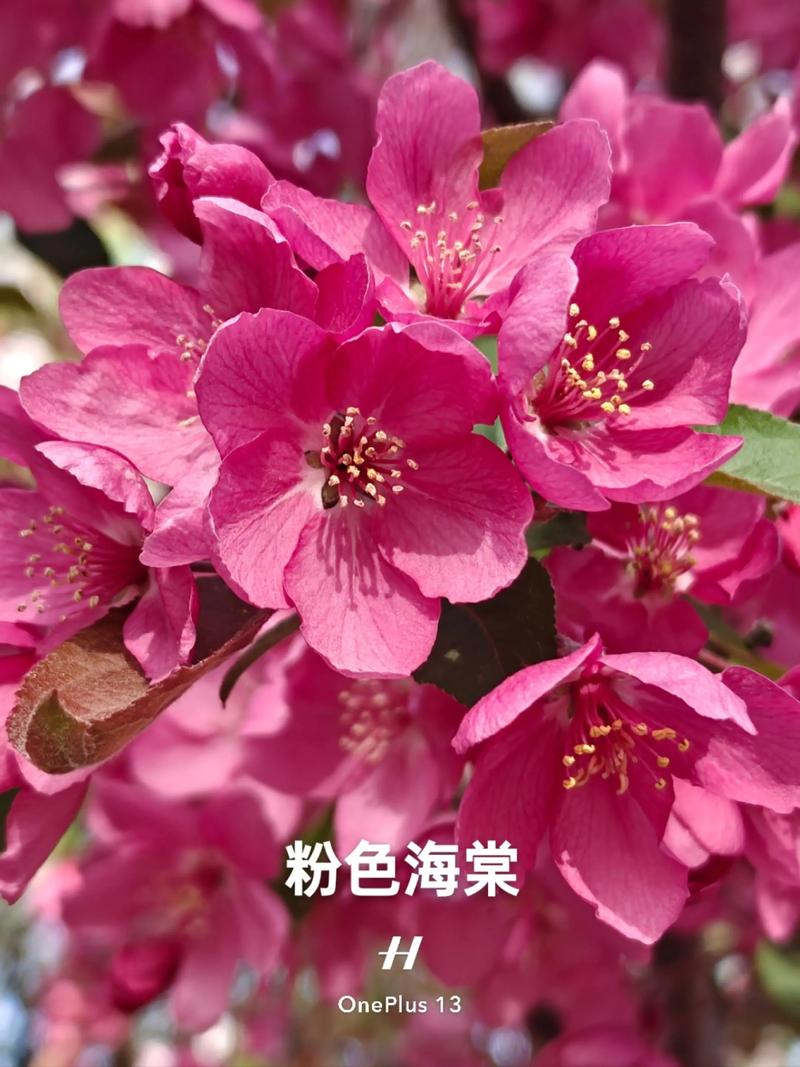 海棠花是樱花吗?一文读懂海棠花养护与品种区别全攻略 常见误区与纠正