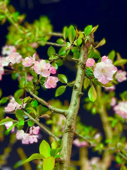 海棠花是樱花吗?一文读懂海棠花养护与品种区别全攻略 FAQ