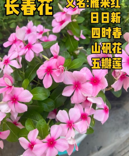 长春花什么时候开花？花期长且管理简单的“日日春”养护指南