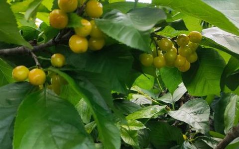 樱桃树是什么样子的？详解外观特征与种植指南