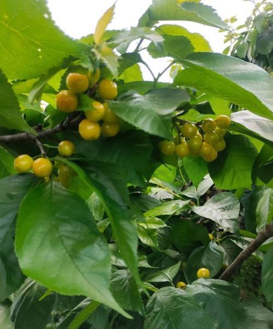 樱桃树是什么样子的？详解外观特征与种植指南