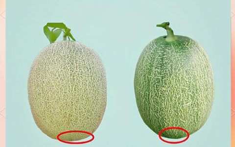 哈密瓜种子哪个品种好？西州蜜、伽师瓜、黄金蜜瓜六维对比分析
