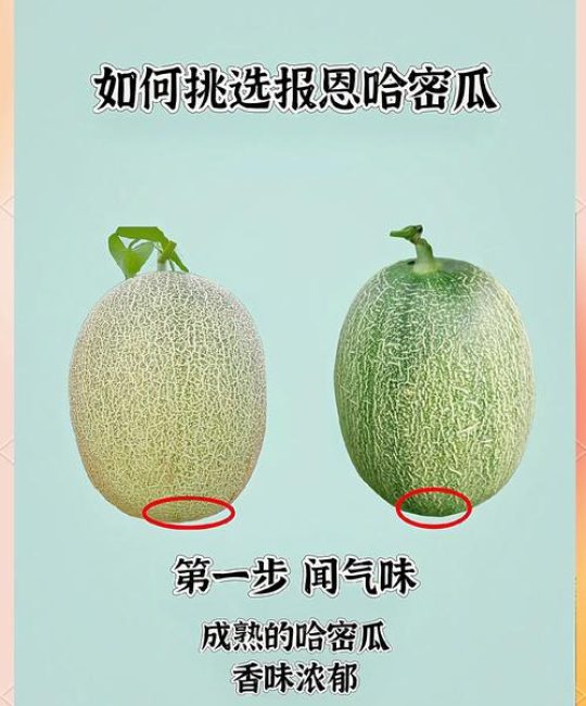 哈密瓜种子哪个品种好？西州蜜、伽师瓜、黄金蜜瓜六维对比分析