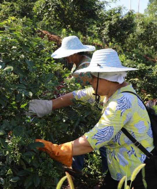 花椒采摘最佳时间及成熟期管理指南