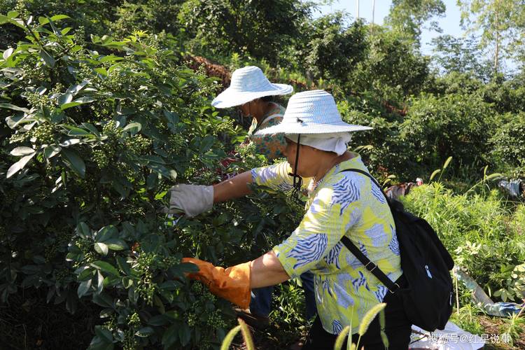 花椒采摘最佳时间及成熟期管理指南 花椒采摘最佳时间及成熟期管理指南