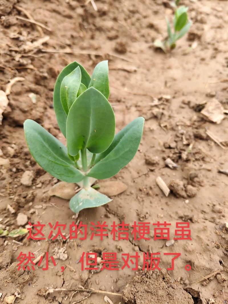 桔梗苗价格是多少?规格、产地、采购量影响报价 采购数量影响