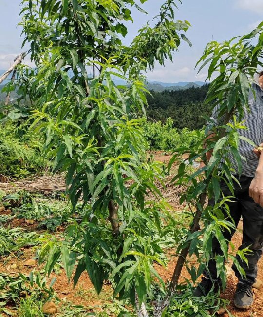 第一年栽的桃树什么时候修剪？定干与整形全攻略
