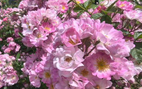 蔷薇花秋天开花吗？揭秘秋季花期调控与养护全攻略