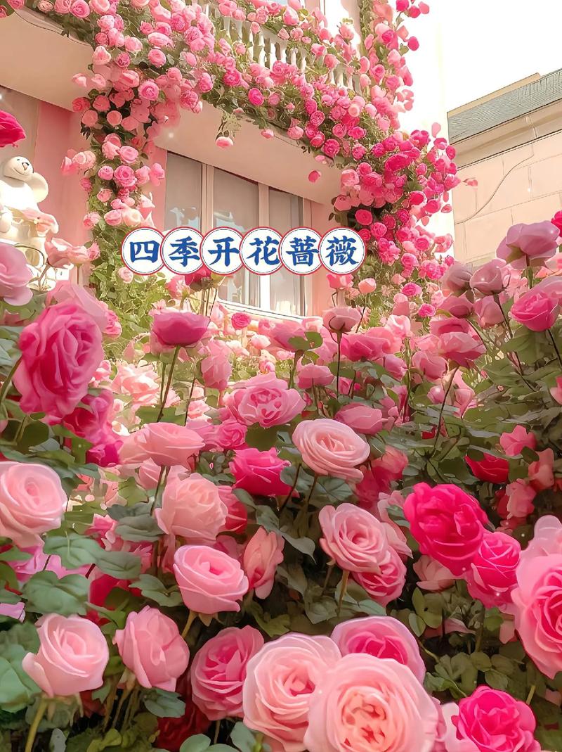 蔷薇花秋天开花吗?揭秘秋季花期调控与养护全攻略 总结