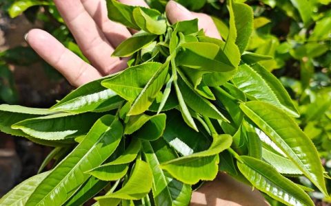 古树果茶属于什么茶？植物学视角下的分类解析与园艺应用
