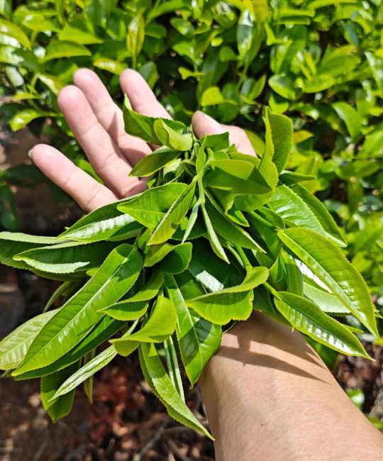 古树果茶属于什么茶？植物学视角下的分类解析与园艺应用