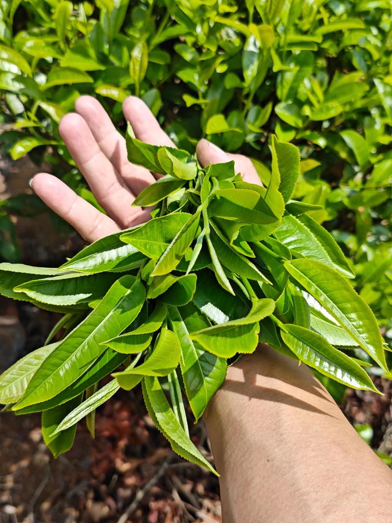 古树果茶属于什么茶？植物学视角下的分类解析与园艺应用