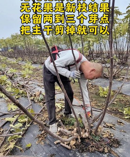 一年的无花果树怎么剪枝？新手必看的定干与主枝培养指南