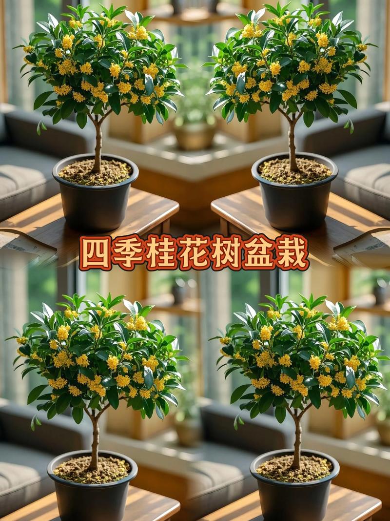 家门口种桂花树好吗?科学解析与园艺实操指南 一、桂花树的基本特性