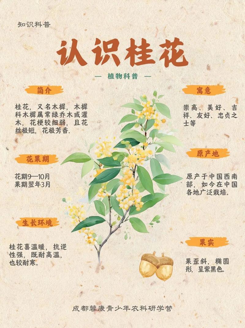 家门口种桂花树好吗?科学解析与园艺实操指南 四、常见养护问题与预防