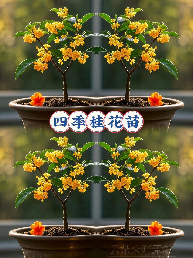 家门口种桂花树好吗?科学解析与园艺实操指南 二、家门口种桂花:优点与潜在风险