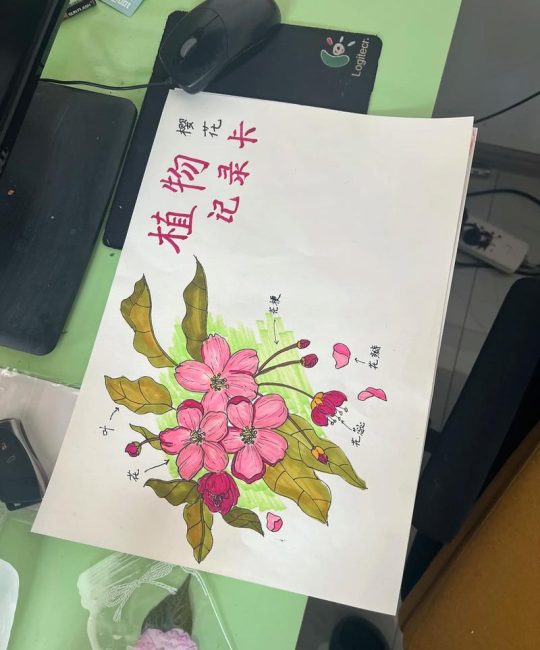 阿尔宙斯樱花宝的园艺启示：如何在家种植一株美丽的樱花