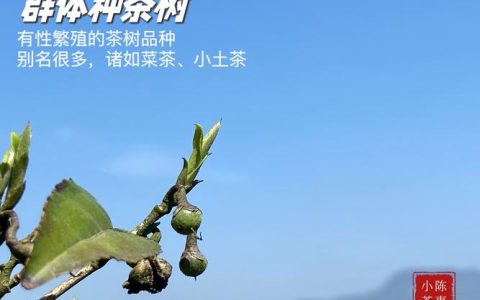 所有茶都是一种茶树吗？揭秘茶叶的分类与真伪